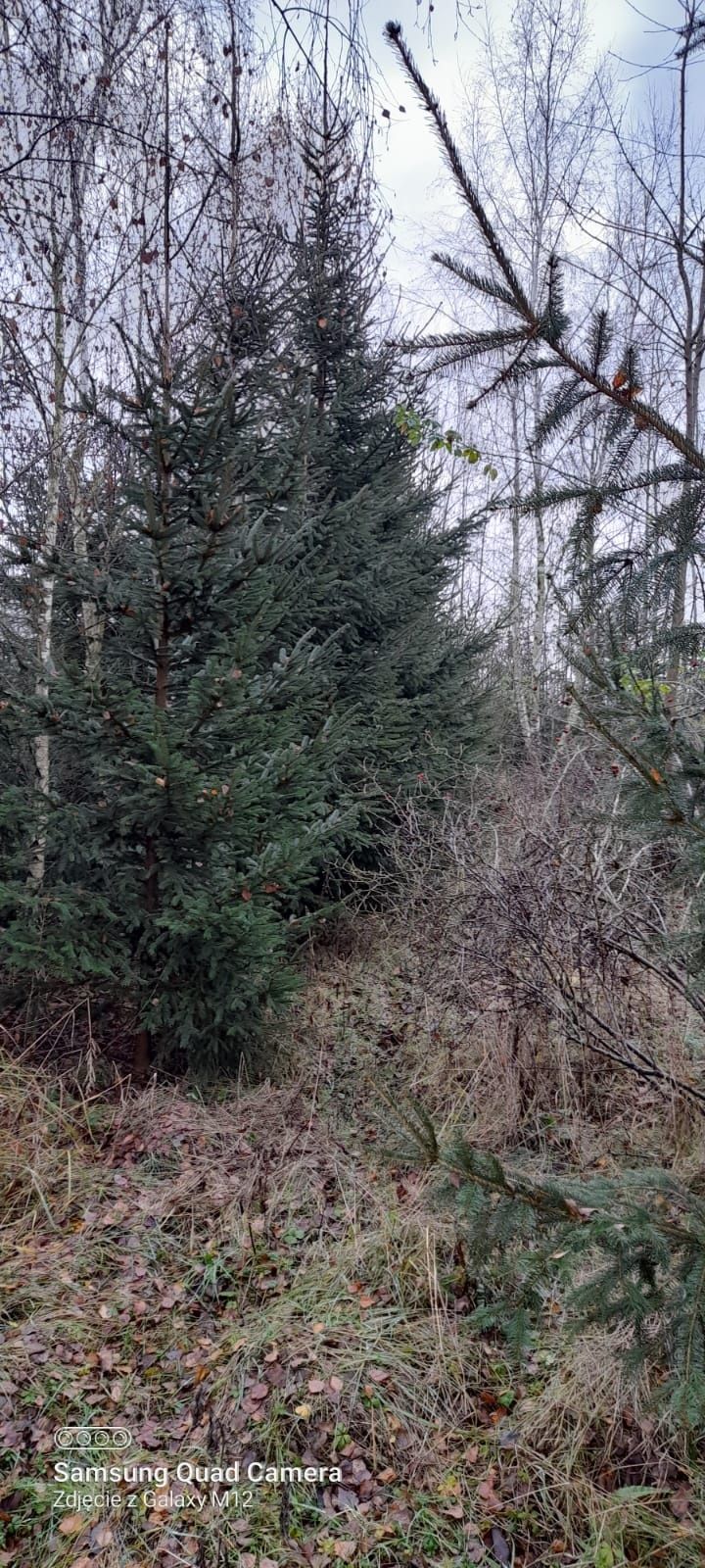 Choinki, świerki - plantacja ekologiczna