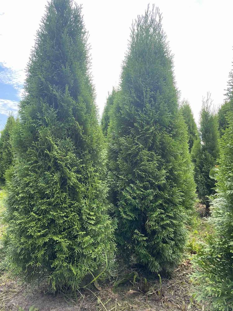 Туї смарагд thuja smaragd