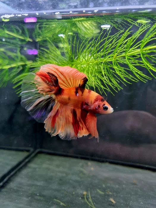 Bojownik HM nemo