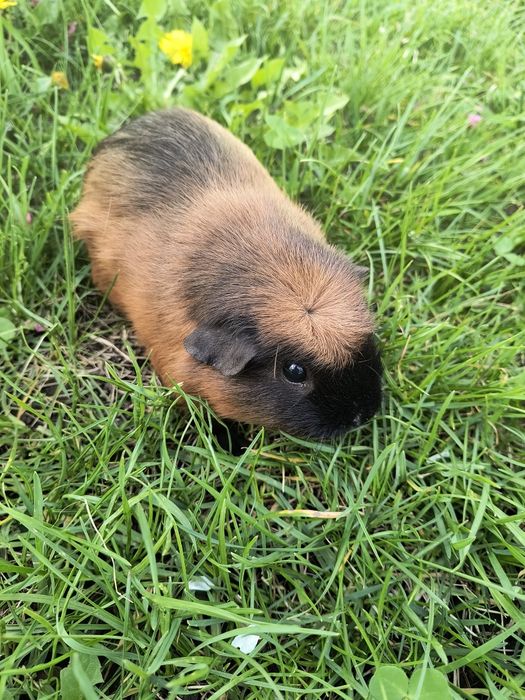 Свинка морская Коронет и Крестед