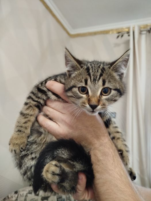 Віддам котенят, котик