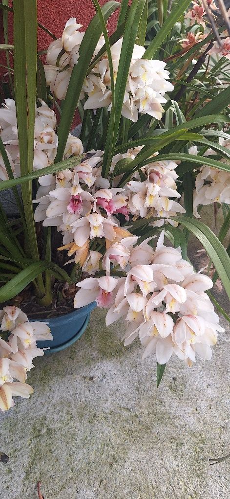 Vendo vasos com orquideas