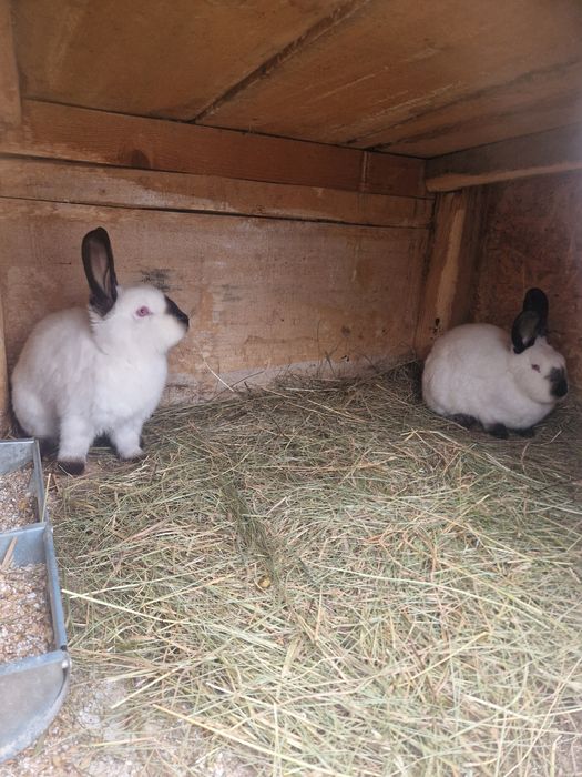 Samica kalifornijska