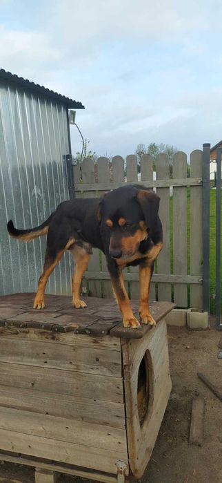 Oddam psa w dobre ręce - Bono