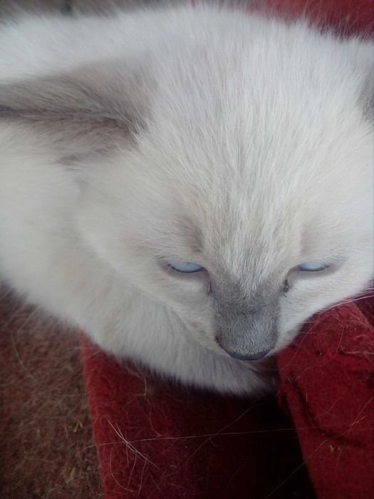Сіамські кошенята