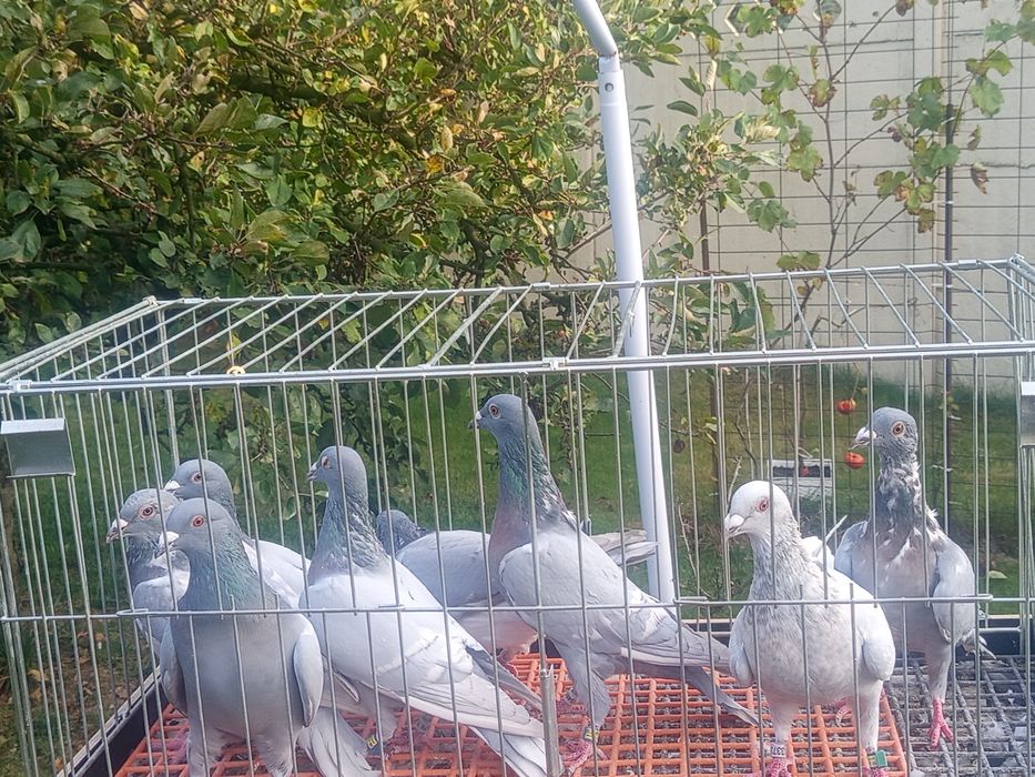 Gołębie pocztowe opal