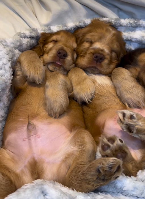 Шикарні цуценята кокер спаніеля.