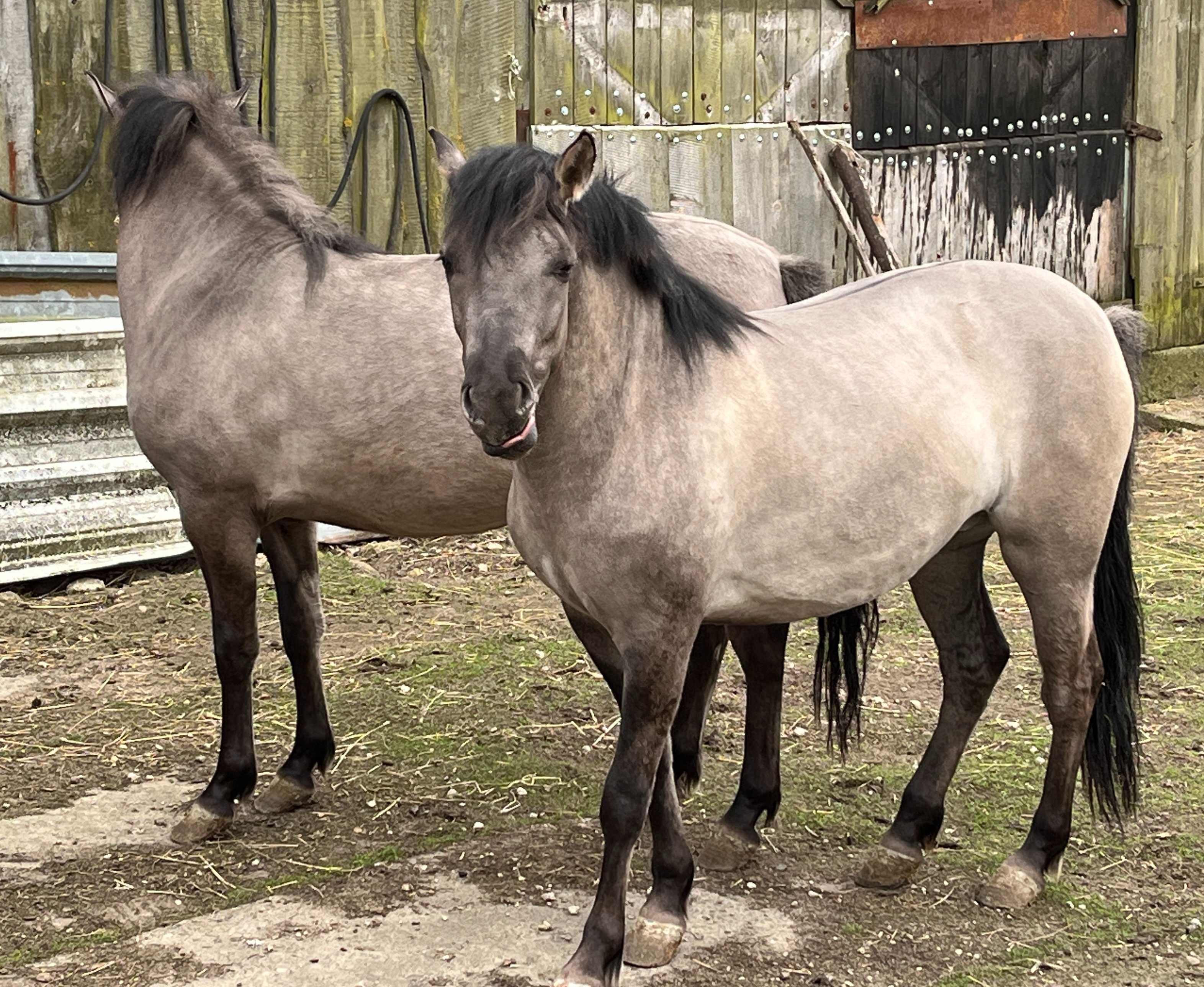 Konie - Konik polski - piękne klacze - para