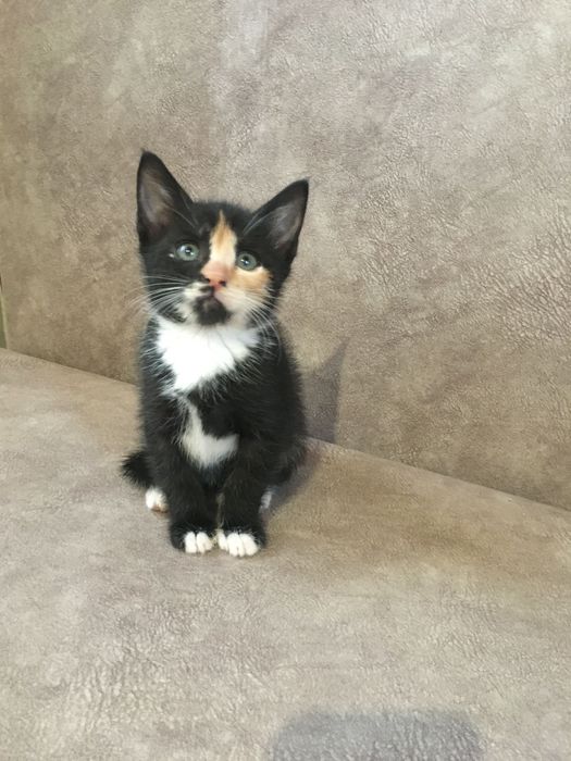 Кошенята безкоштовно