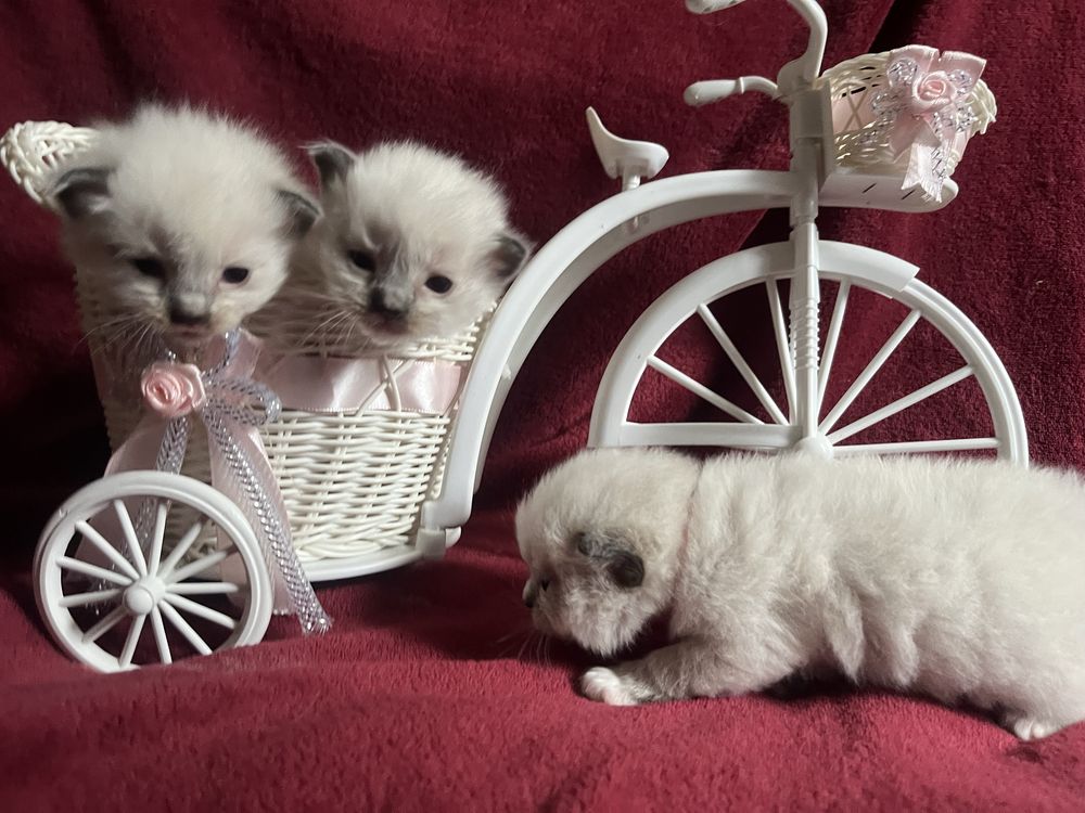 Ragdoll dziewczynka seal mitted