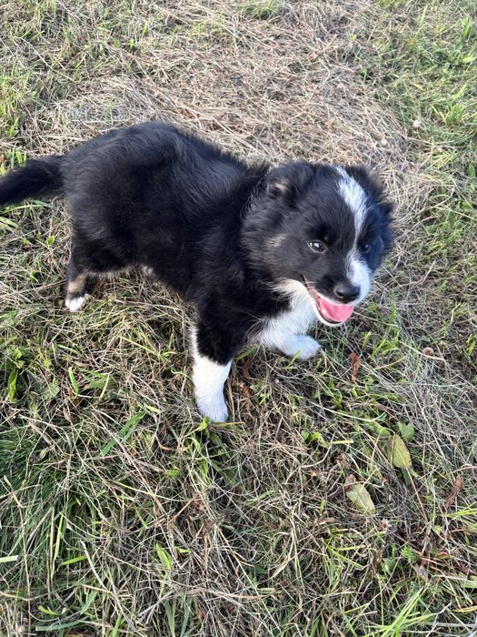 border collie piesek