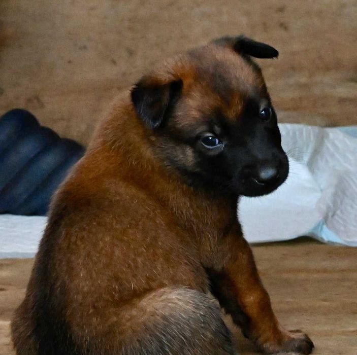 Щенята бельгійської вівчарки Малінуа! Вірний друг і захисник