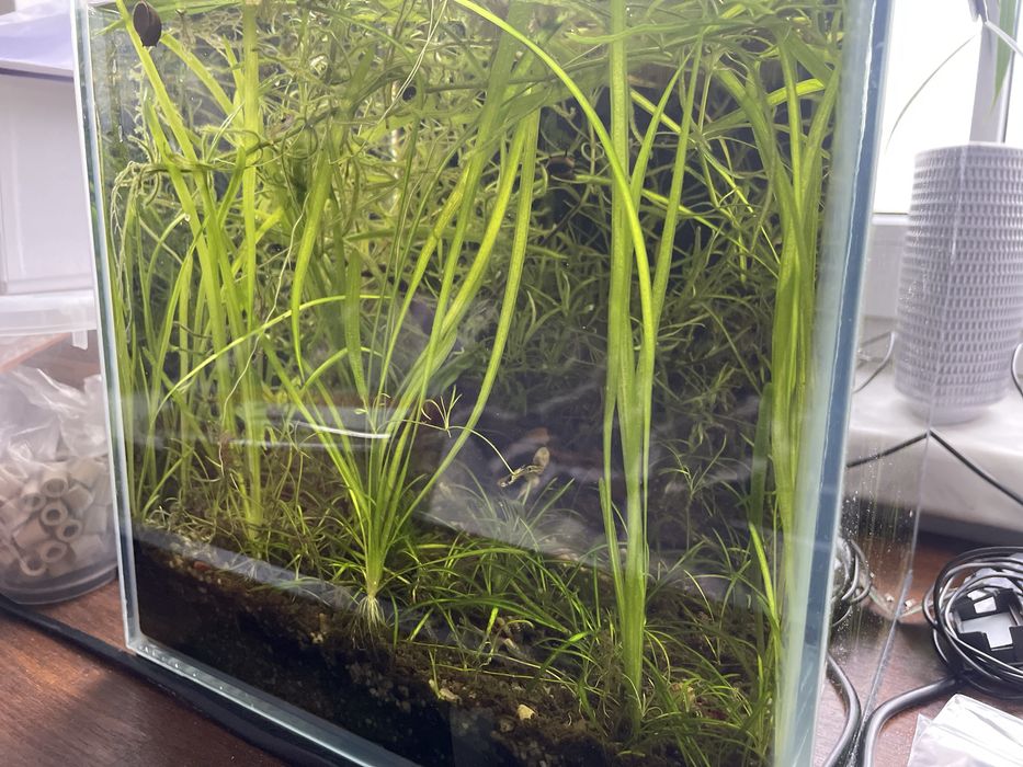 Vallisneria Natans sadzonka