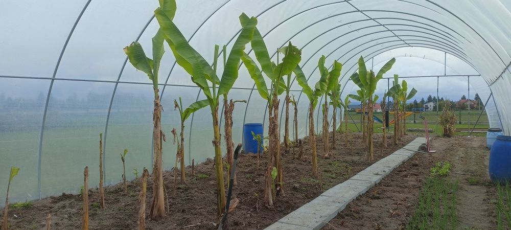 bananowiec Musa Basjoo