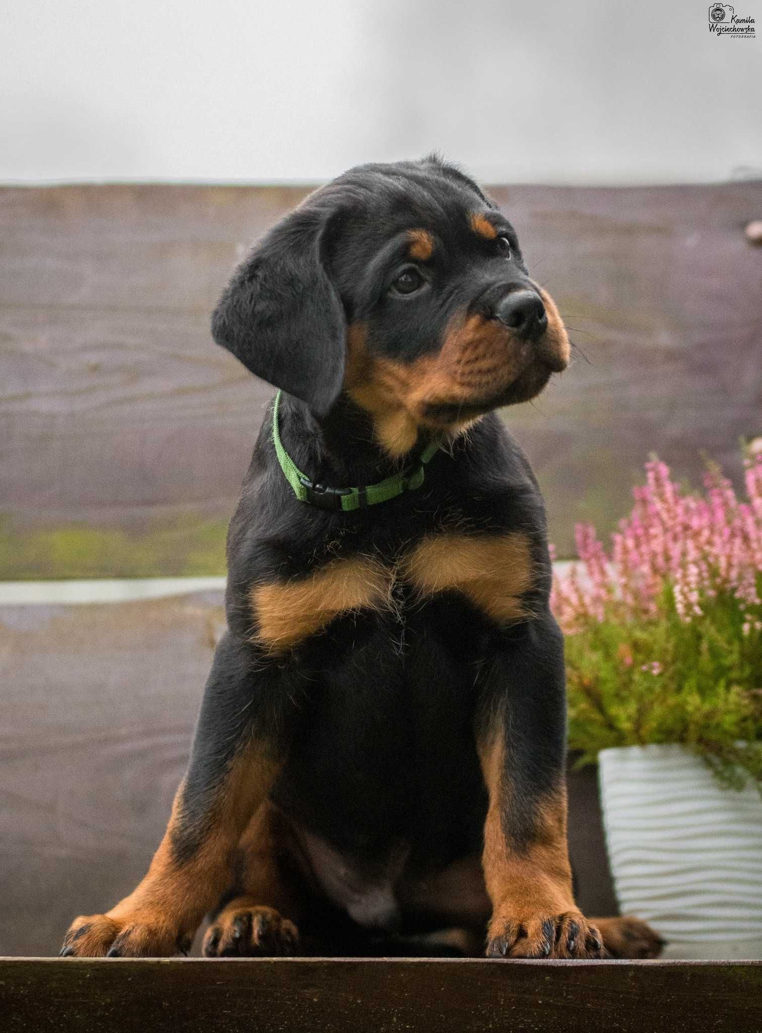 Szczenię rottweiler ZKwP/FCI / zapowiedz miotu lato 2024