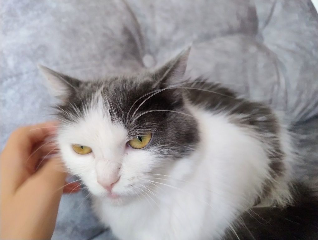 Віддається кошка.