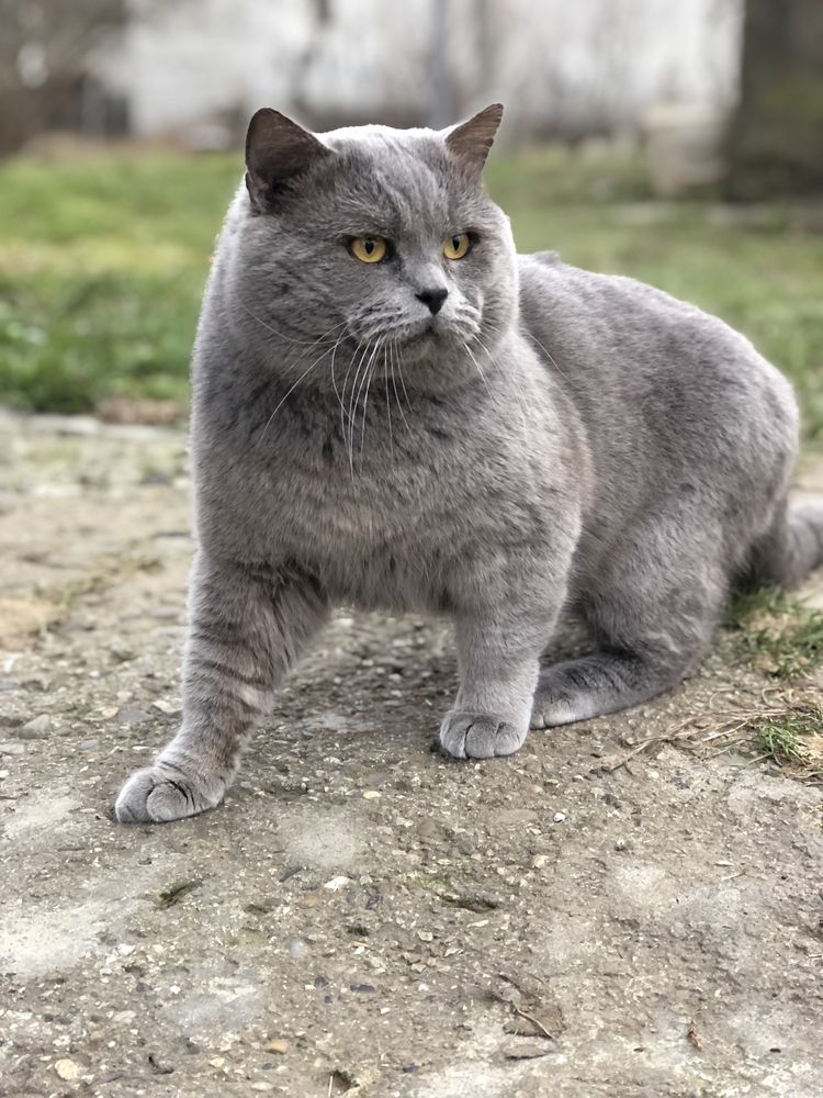 Шотландський прямовухий на в‘язку