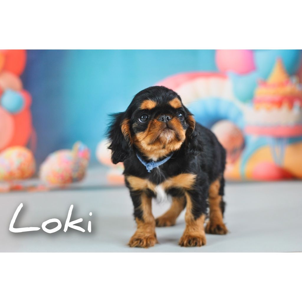 King Charles Spaniel (nie Cavalier)l - English Toy Spaniel