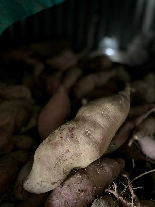 Batata-Doce Biológica - Promocão