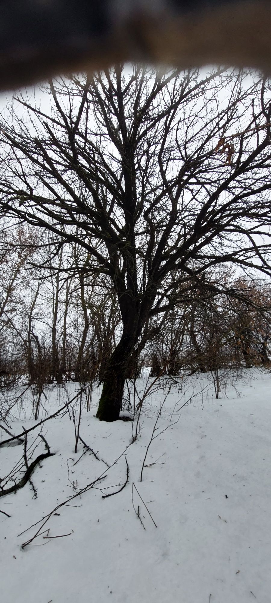 Пай земли, приватизированый