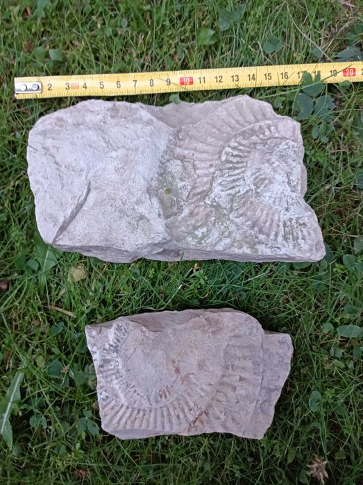 Skamielina odcisk amonit 2szt.