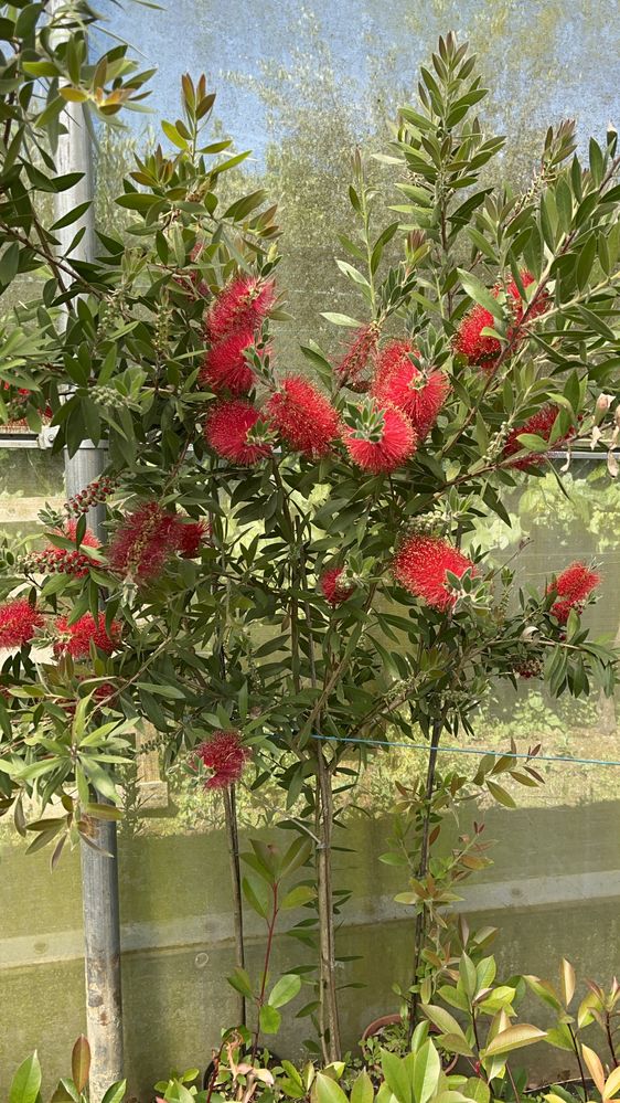 Limpa Garrafas_ Callistemon citrinus “Endeavour”