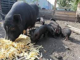 В'єтнамські поросята