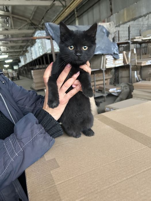 Кошеня в добрі руки!!!