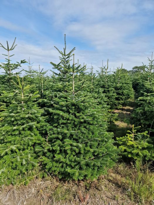 Jodła Kaukaska plantacja Dania