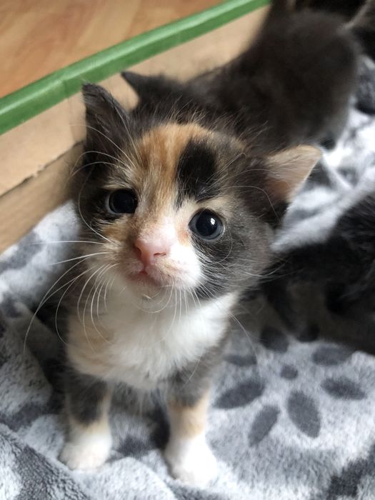 Oddam małe kotki w dobre ręce