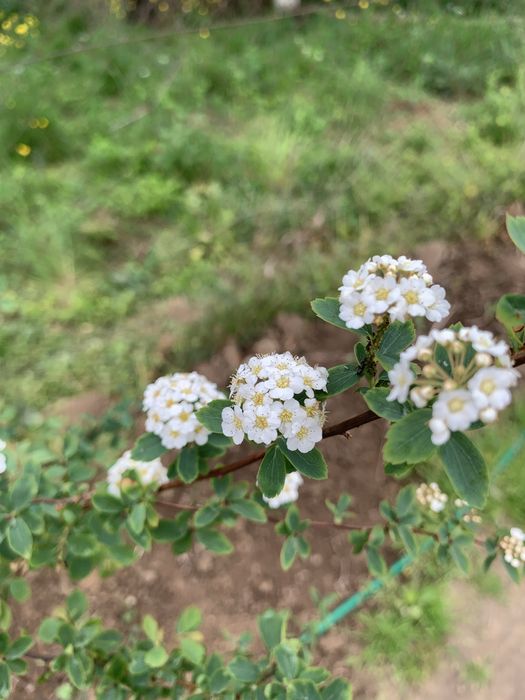 Спірея вангутта закрита коренева