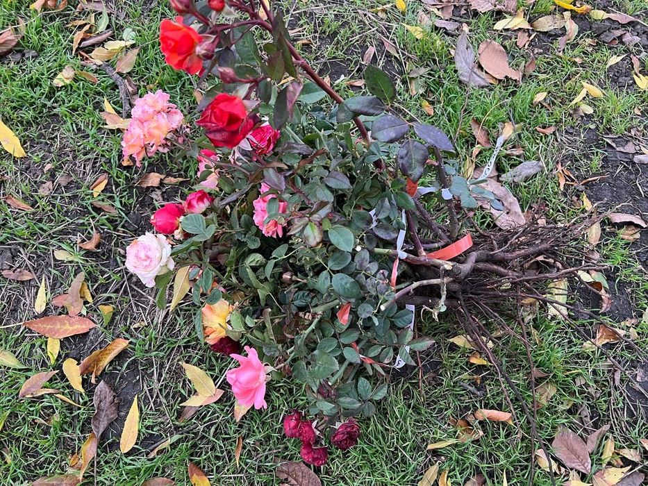Саджанці троянд набори Ч/Г і Спрей