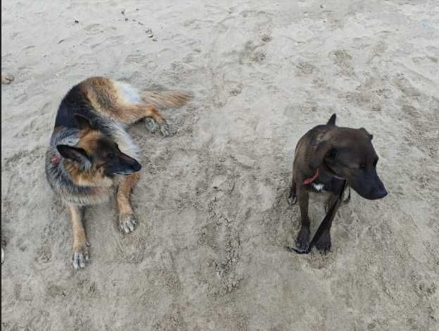 Adoção Conjunta Macho e Femea