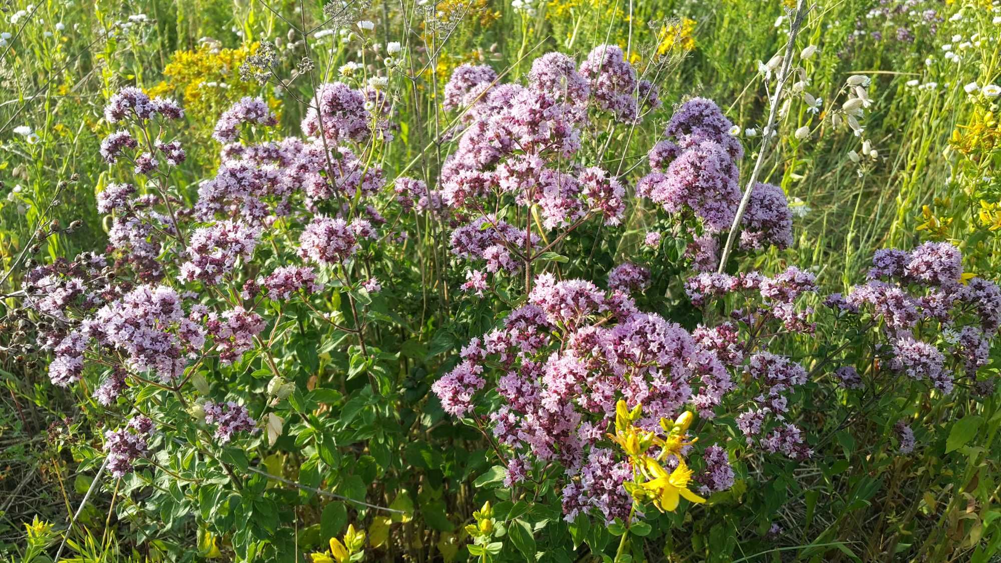 Lebiodka pospolita (Origanum vulgare L.) Dzikie oregano 50 gr