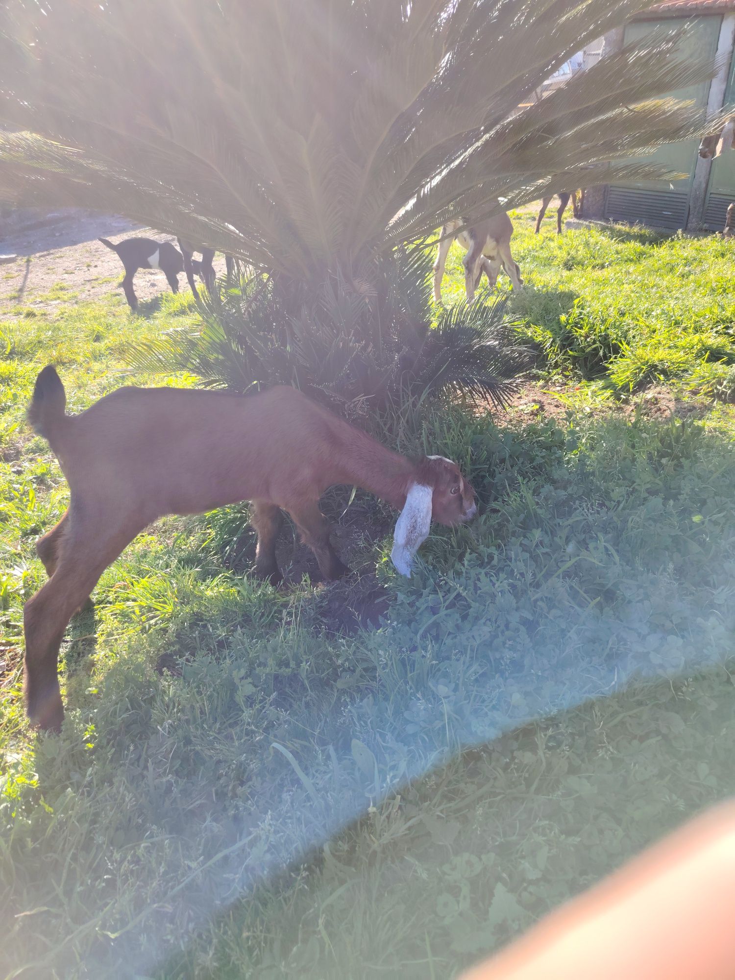 Cabras anglonobianas