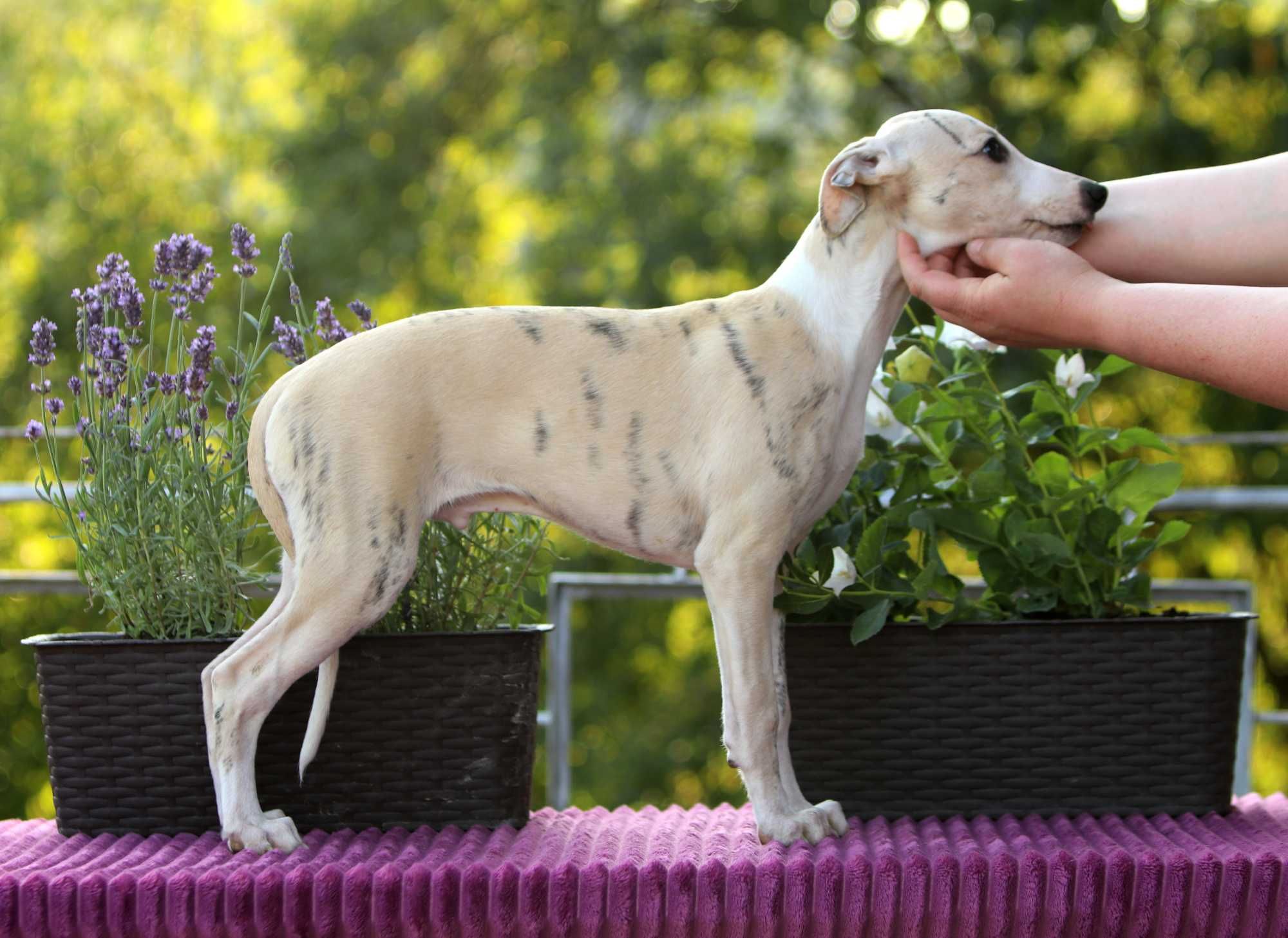 Whippet Chart angielski ZKwP/FCI cudowny piesek RANGER