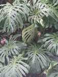 Plantas de costela do adao