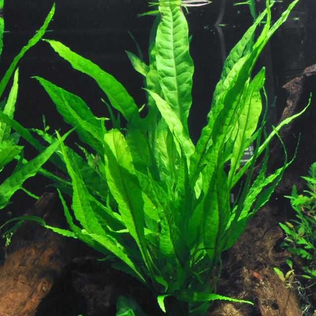 Microsorium pteropus roślina akwariowa