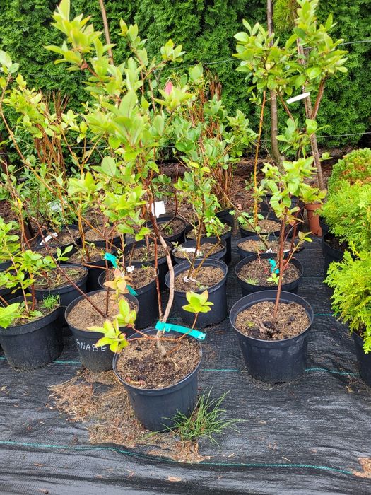 Tuje Szmaragd krzewy