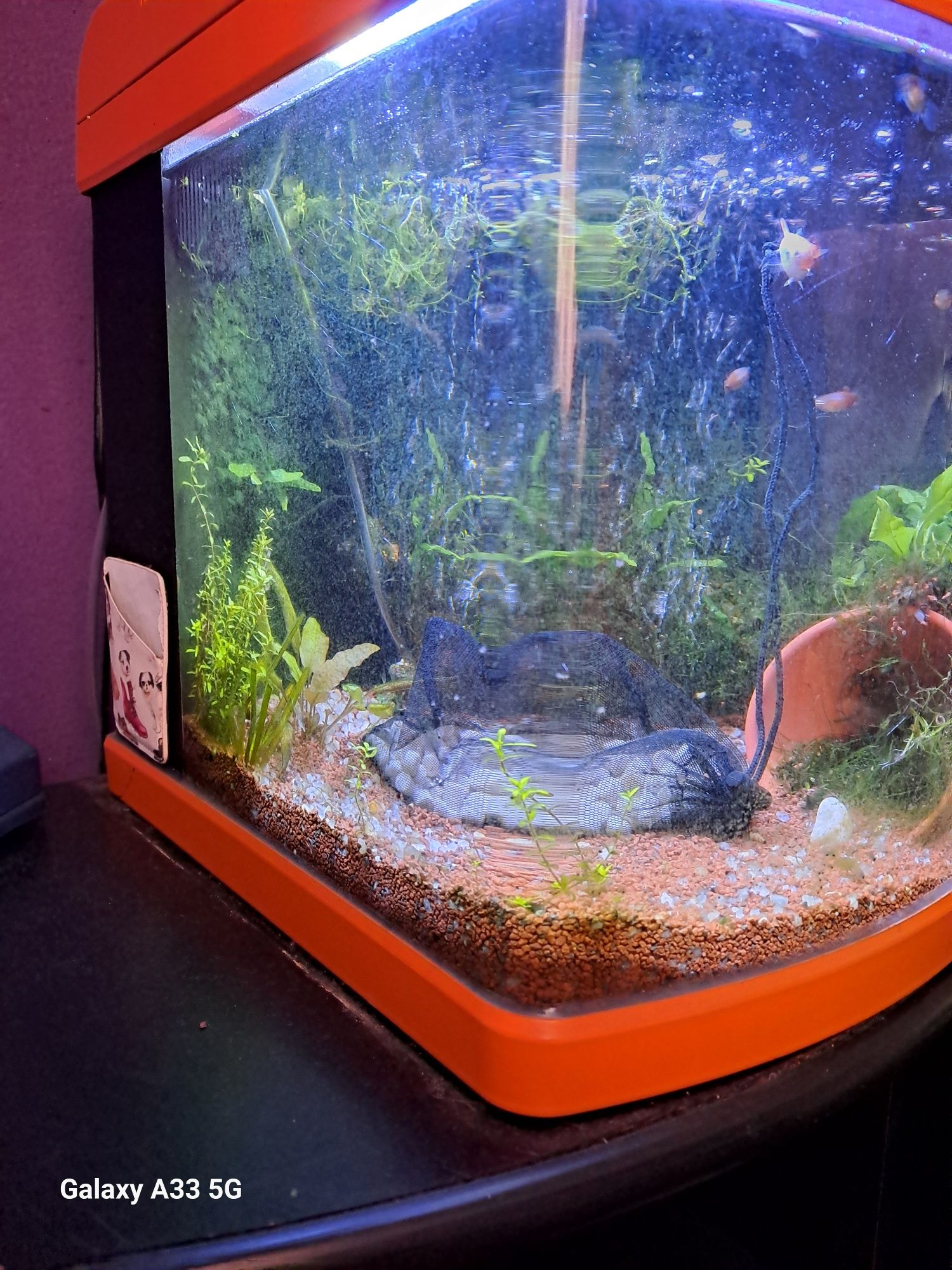 Aquario completo com peixes