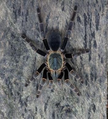 Ornithoctoninae VIRDIS / black femur : rarytas ptaszniki ptasznik