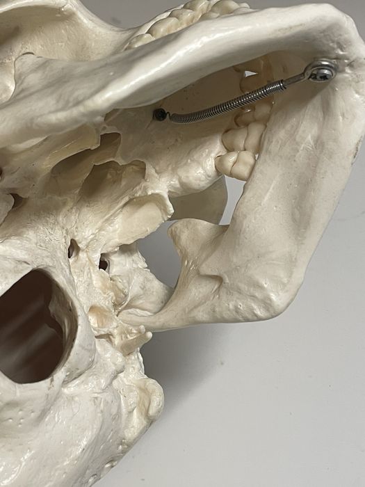 Czaszka ludzka do nauki anatomii