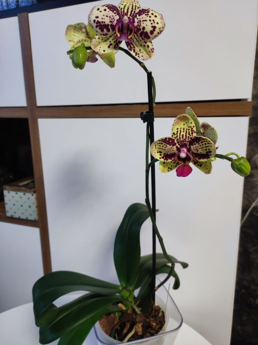 Орхидея Фронтера...