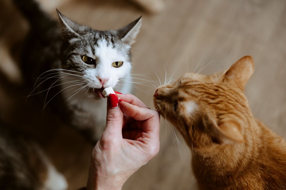 Chętnie wbijemy się do Ciebie na chatę, felv +