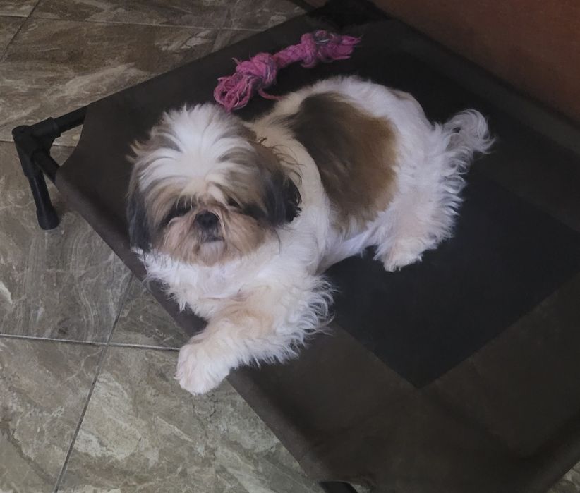 Замечательная девочка ши-тцу.