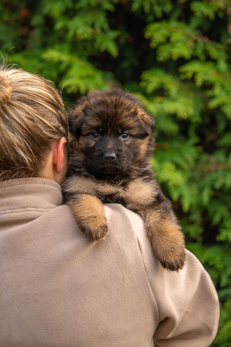 owczarek niemiecki długowłosy, szczeniak