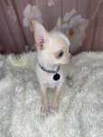 Chihuahua***Piękny***Maleńki***Komplet***Szczepień
