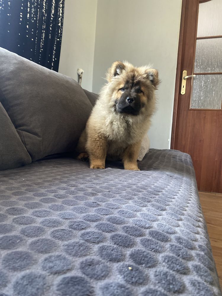 Suczka chow chow !