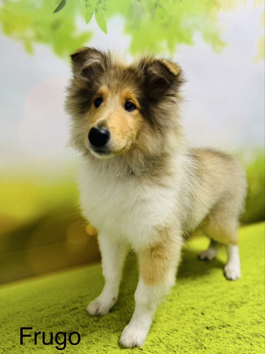 Owczarek szkocki collie FCI