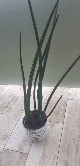Sansewieria walcowata